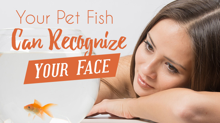Your Pet Fish Likely Can Recognize Your Face