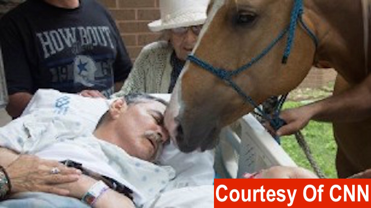Dying Veteran Reunited With His Horses For One Last Time