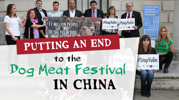 Could One Man Put an End to China’s Yulin Dog Meat Festival?