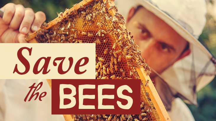 Bee Corridors Are Bringing Cities to Life