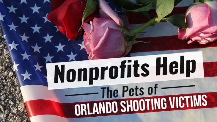 Nonprofits Help The Pets Of Orlando Shooting Victims
