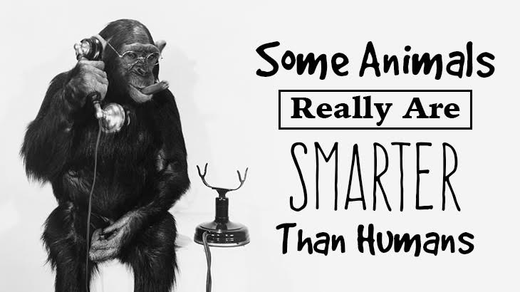 Some Animals Really Are Smarter Than Humans