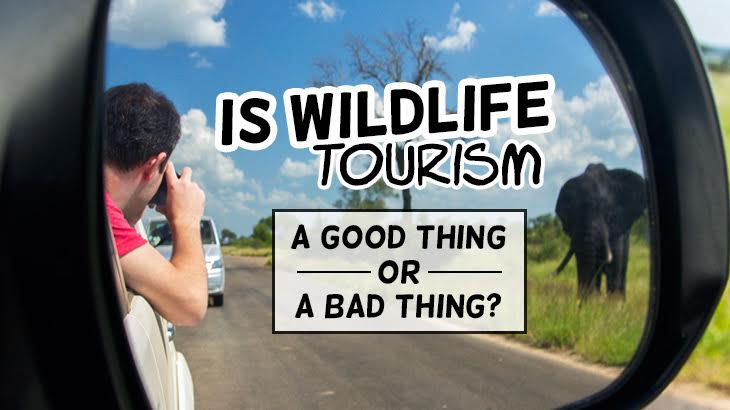 Is Wildlife Tourism A Good Thing Or A Bad Thing?
