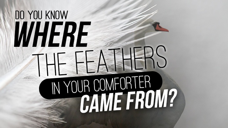 Why You Need To Know Where The Feathers In Your Comforter Came From