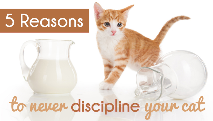 5 Reasons To Never Discipline Your Cat