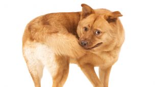 8 Reasons Your Dog Loves Chasing His Tail