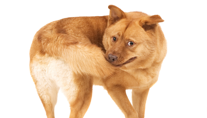 8 Reasons Your Dog Loves Chasing His Tail