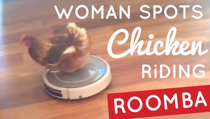 Woman Spots Chicken Riding Roomba