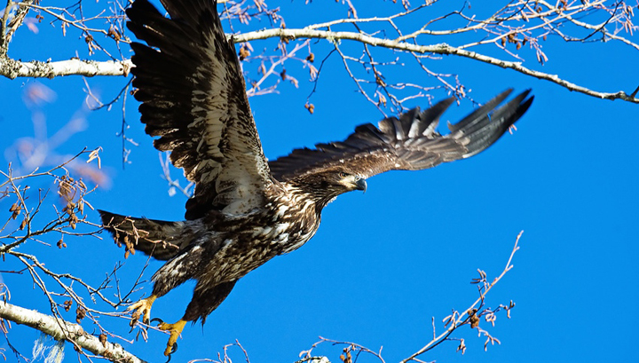 Eagle Tries To Snatch Small Boy From Show