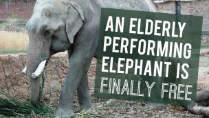 An Elderly Performing Elephant Is Finally Free