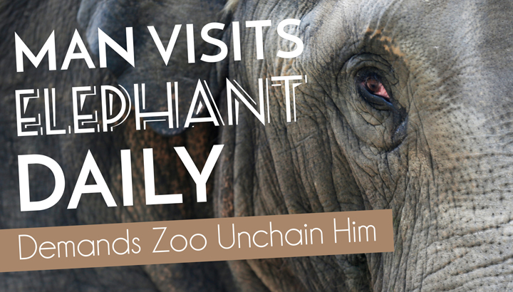 Man Visits Elephant Daily, Demands Zoo Unchain Him