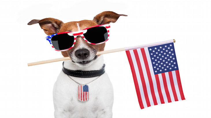 Keeping Your Pet Safe On The Fourth Of July