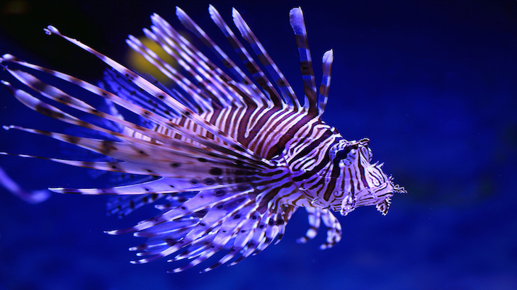 Lionfish Are Taking Over (So Let’s Eat Them)