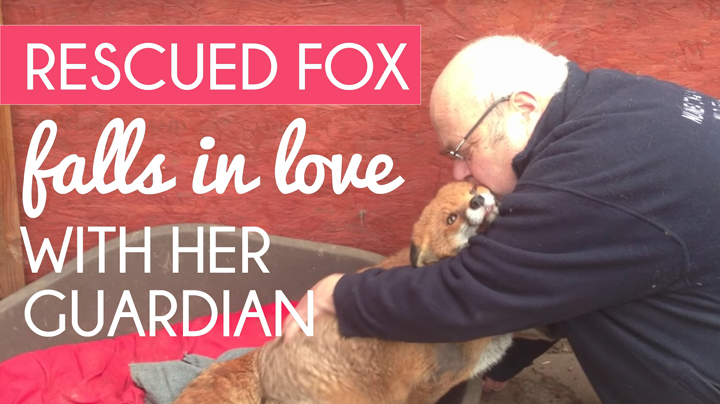 Rescued Fox Falls In Love With Her Guardian