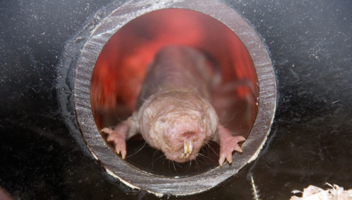 6 Animals That Are Helping Scientists Prolong Your Life