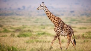 Giraffe Population Declines 40 Percent In 15 Years