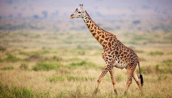 Giraffe Population Declines 40 Percent In 15 Years