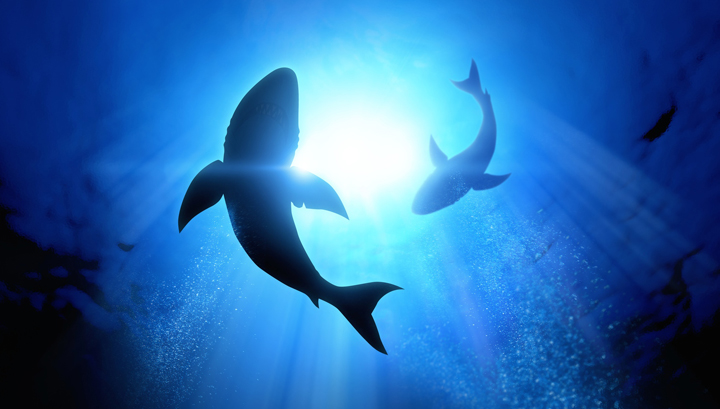 Climate Change Driving Shark Attacks On Humans