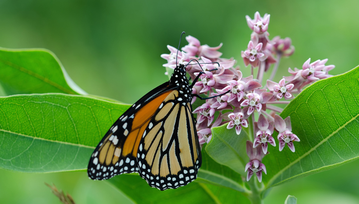 4 Ways You Can Help The Planet (And Have Fun Doing It)