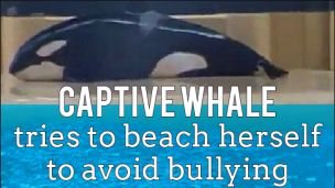 Captive Whale Tries To Beach Herself To Avoid Bullying