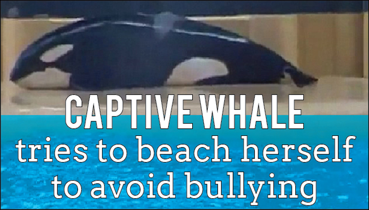 Captive Whale Tries To Beach Herself To Avoid Bullying