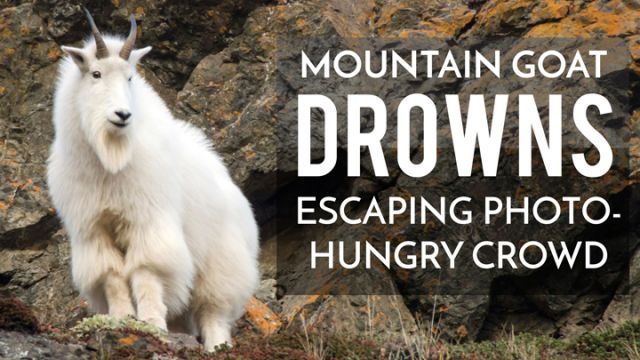 mountain-goat-harassed