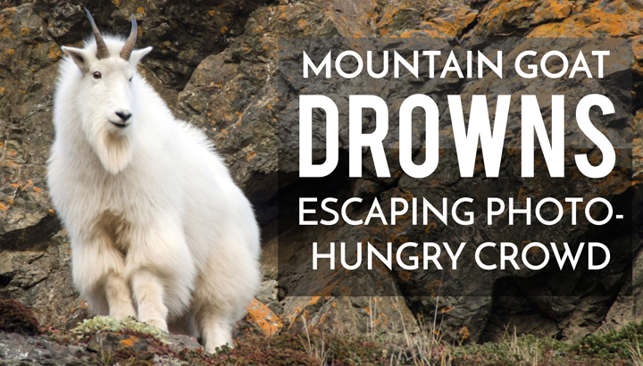 Mountain Goat Drowns Escaping Photo-Hungry Crowd