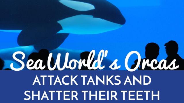 orcas-attack-tanks-and-shatter-teeth
