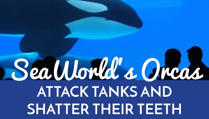 SeaWorld’s Orcas Attack Tanks And Shatter Their Teeth