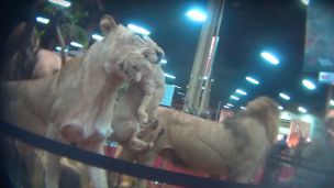 Hidden Camera At Trophy Hunting Convention Confirms What Many Suspected