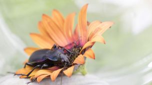 Friend Or Foe? 5 Critters You Want In Your Garden