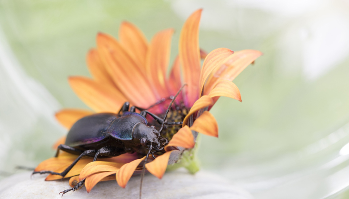 Friend Or Foe? 5 Critters You Want In Your Garden