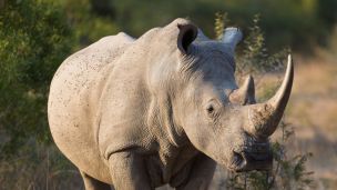 Can 3D Printing Save The Rhino?