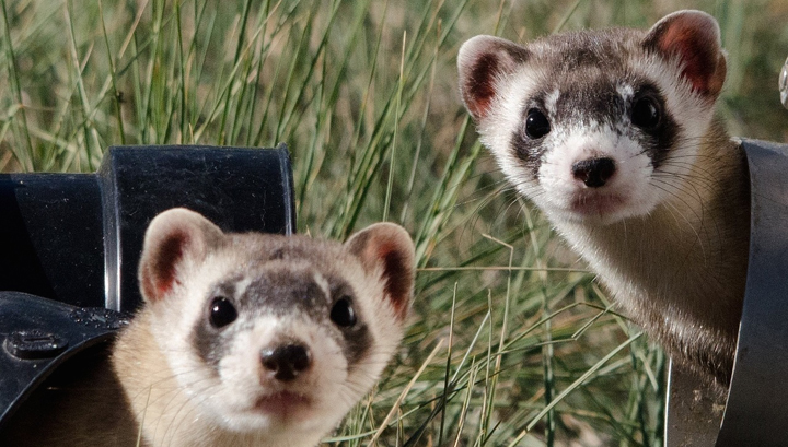 Drones To Deliver Vaccine To Endangered Ferrets