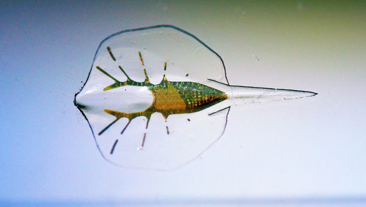 New Cyborg Stingray Powered By A Rat’s Heart