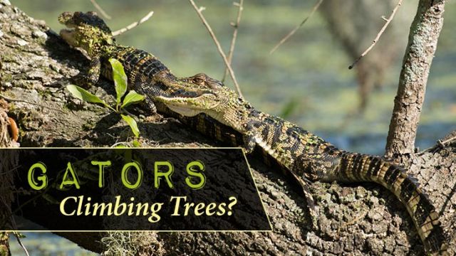 gatorsclimbingtrees_730x410 (1)