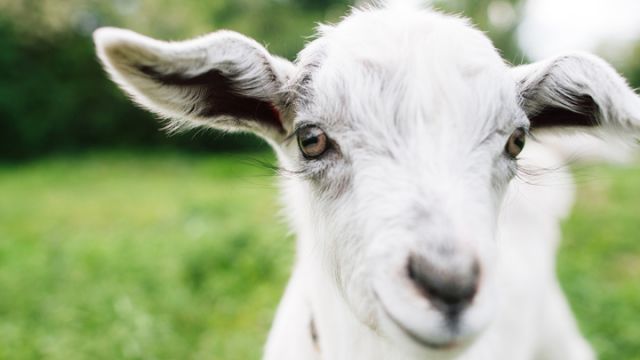 goat-starting-at-human