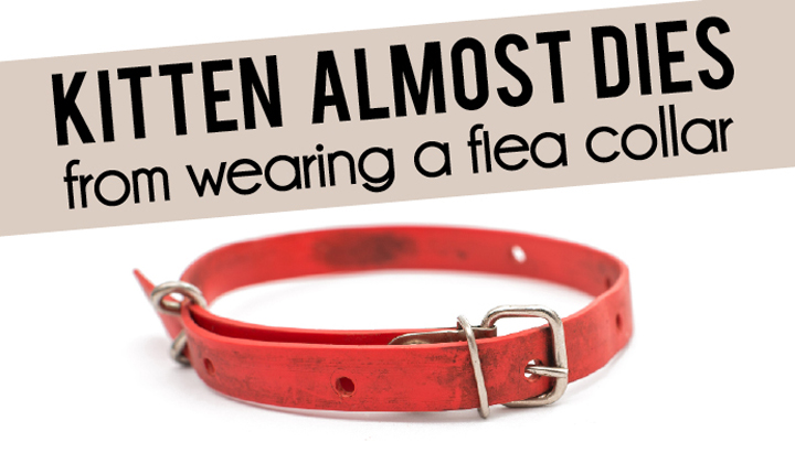 Kitten Almost Dies From Wearing A Flea Collar