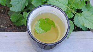 Can’t Sleep? Try This Lemon Balm Tea