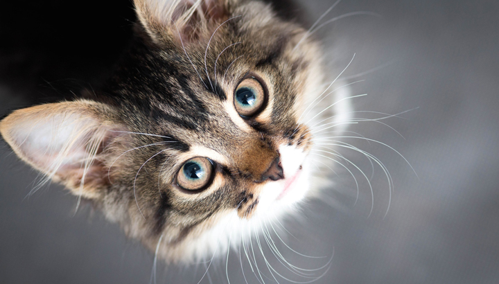 Things You Don’t Know About How Animals Communicate