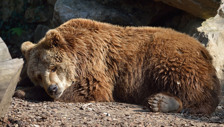 5 Lessons Hibernating Bears Can Teach Us About Health