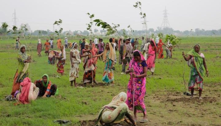 Tree Planting Record: Indians Attempt To Plant 50 Million In One Day