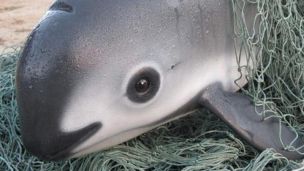 The World’s Rarest Marine Mammal Needs Your Help