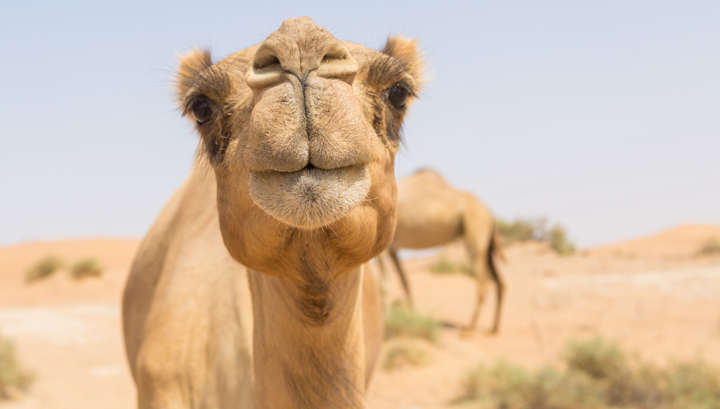 11 Reasons To Drink Camel Milk