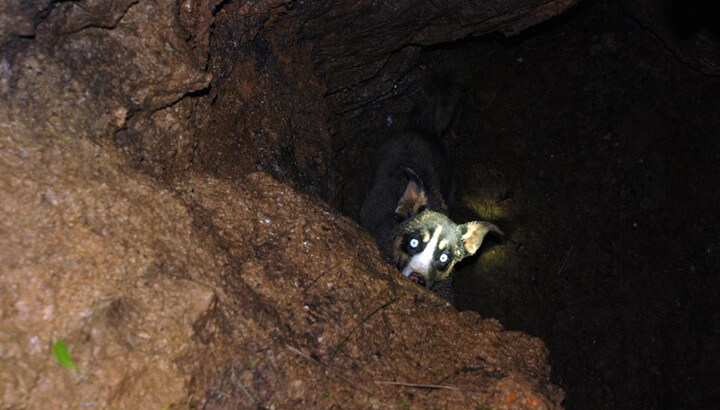 Firefighters Rescue Dog Trapped In 30-Foot Sinkhole