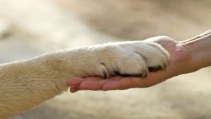 How To Protect Your Dog’s Feet From Summer Heat