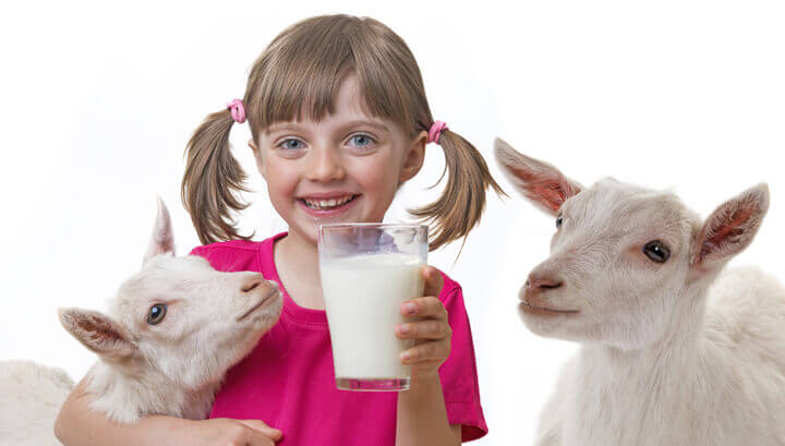 5 Reasons To Drink Raw Goat’s Milk