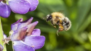 How To Grow An Eco-Friendly Garden