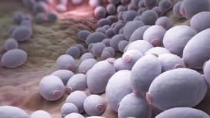 Deadly Drug-Resistant Yeast On The Rise: Protect Yourself NOW!