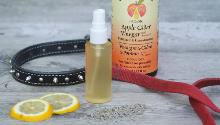 One-Ingredient, All-Natural Flea Protection